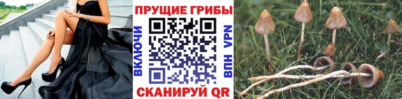 Псилоцибиновые грибы прущие грибы  Гудермес 